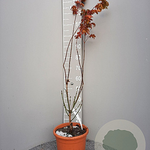 Acer shirasawanum 'Aureum' 125-150 cm 15L