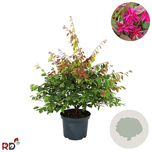 Loropetalum c. 'Daybreak's Flame 60-80 cm 12L piramide