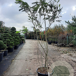 Albizia julibr. Ombrella 200-250 cm cont. 65L meerstammig