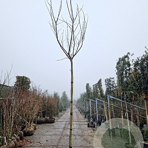 Albizia julibr. Ombrella 120 cm stam draadkluit 16-18