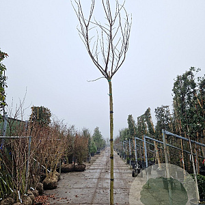 Albizia julibr. Ombrella 120 cm stam draadkluit 16-18