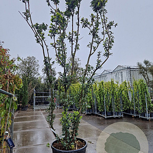 Arbutus unedo 350-400 cm cont. 175L meerstammig