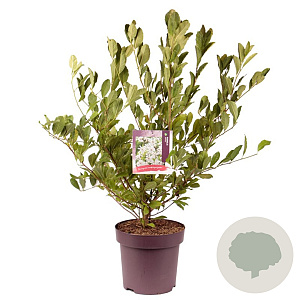 Magnolia stellata 90-100 cm 13L