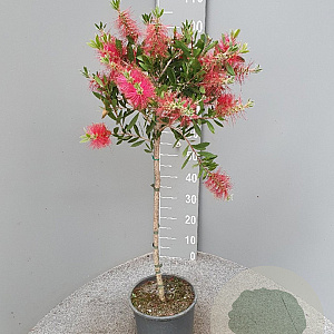 Callistemon citr. 'Splendens' 100 cm 20L stam