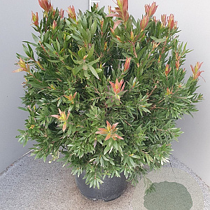 Callistemon 'Red Rocket' 80 cm stam 30L bol