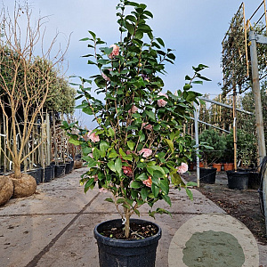 Camellia j. 'Debutante' 120-140 cm 35L