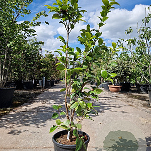 Camellia j. 'Dr King' 100-125 cm 15L