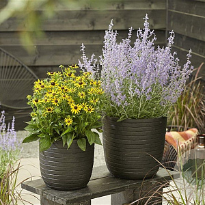 Perovskia atripl. Lacey Blue GM P9