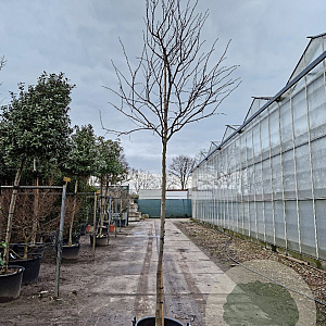 Cercis can. 'Forest Pansy' 200 cm stam container 10-12 lei 150x120