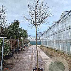 Cercis can. 'Forest Pansy' 200 cm stam container 12-14