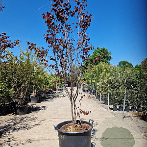 Cercis can. Red Force 175-200 cm container meerstammig