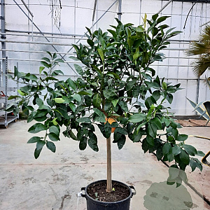 Citrus paradisi 100-110 cm 20L stam