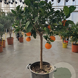 Citrus sinensis 100-110 cm 20L stam