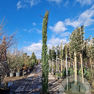 Cupressus semp. 'Pyramidalis' 300-350 cm 50L