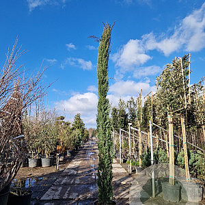 Cupressus semp. 'Pyramidalis' 300-350 cm 50L