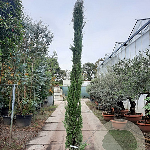 Cupressus semp. 'Pyramidalis' 350-400 cm container