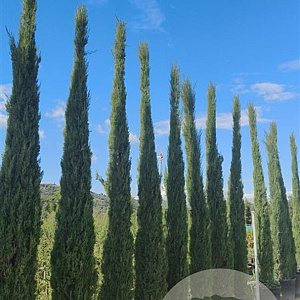 Cupressus semp. 'Pyramidalis' 400-450 cm cont. 130L