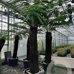 Dicksonia antarctica 170 cm stam container