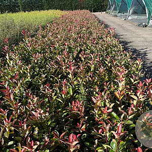 Photinia fraseri 'Red Robin' 40-50 cm 5,0L