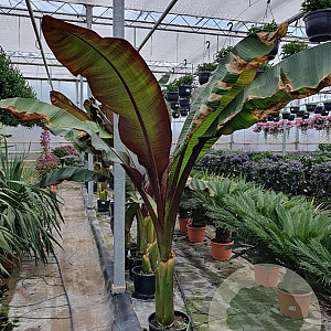 Ensete ventricosum 'Maurelii' GM Per 300 Zaden