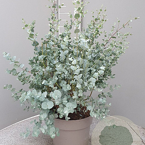 Eucalyptus gunnii GM C6L