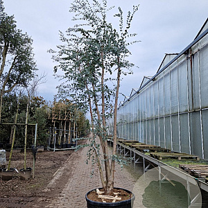 Eucalyptus gunnii 350-400 cm cont. 150L meerstammig