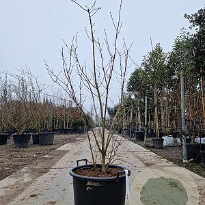 Euonymus europaeus 125-150 cm 50L meerstammig