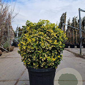 Euonymus jap. 'Aureus' 60-80 cm 45L bol