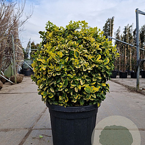 Euonymus jap. 'Aureus' 60-80 cm 45L bol