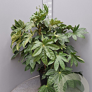 Fatsia japonica 100-125 cm 18L