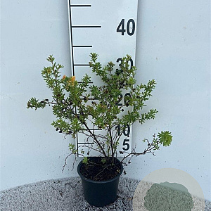 Potentilla f. Marian Red Robin 25-30 cm C1.3