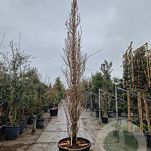 Ginkgo bil. 'Fastigiata' 350-400 cm container geveerd
