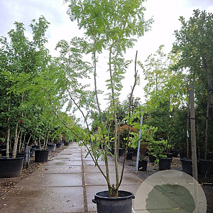 Gleditsia triacanthos inermis 300-350 cm container meerstammig