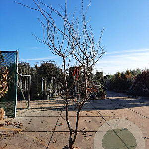 Gleditsia triac. 'Sunburst' 300-350 cm draadkluit