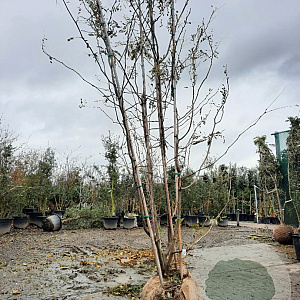 Gleditsia triac. 'Sunburst' 300-350 cm draadkluit meerstammig solitair