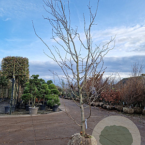 Gleditsia triac. 'Sunburst' 350-400 cm draadkluit