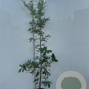 Quercus robur 125-150 cm 5,0L
