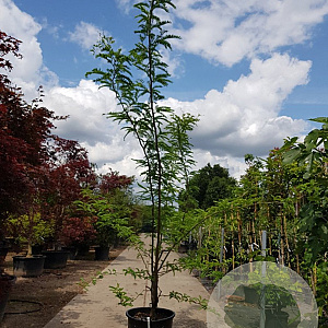 Gleditsia triac. 'Sunburst' 350-400 cm container