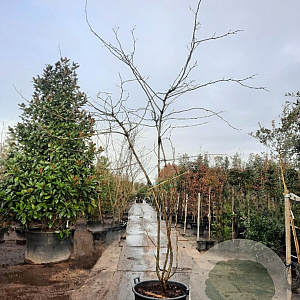 Gleditsia triac. 'Sunburst' 350-400 cm container meerstammig solitair