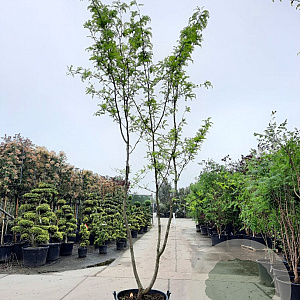 Gleditsia triac. 'Sunburst' 400-450 cm container