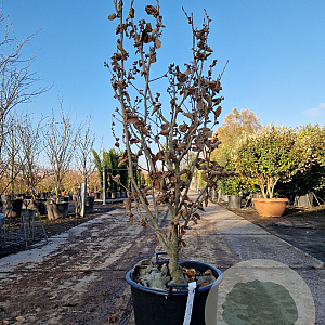 Hamamelis int. 'Orange Peel' 100-125 cm 30L
