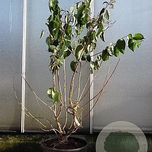Heptacodium miconioides 125-150 cm container meerstammig