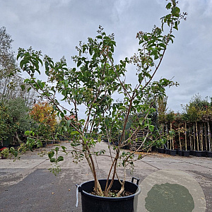 Heptacodium miconioides 125-150 cm container meerstammig