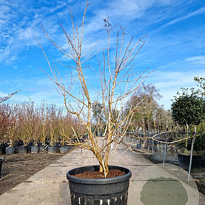 Heptacodium miconioides 175-200 cm container spiraal pompon