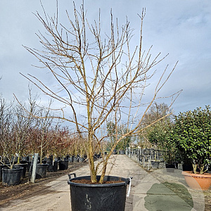 Heptacodium miconioides 200-250 cm container struik solitair