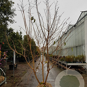 Heptacodium miconioides 250-300 cm draadkluit meerstammig solitair