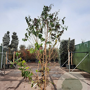 Heptacodium miconioides 250-300 cm draadkluit meerstammig solitair