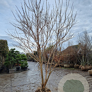 Heptacodium miconioides 300-350 cm draadkluit meerstammig solitair
