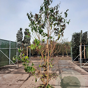 Heptacodium miconioides 300-350 cm draadkluit meerstammig solitair