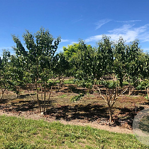 Heptacodium miconioides 300-350 cm draadkluit meerstammig solitair